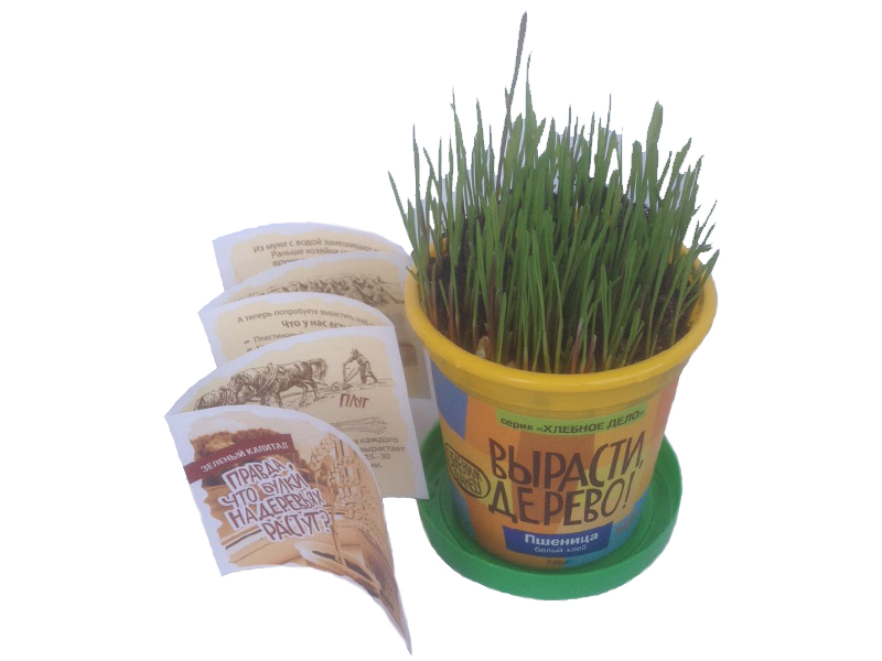 Набор для выращивания растений - Пшеница  
